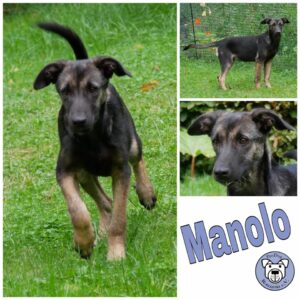 Manolo in 21521 Dassendorf *vermittelt*