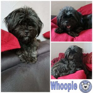 Whoopie in 97440 Werneck *vermittelt*