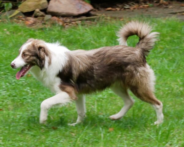 Peppermint in 21521 Dassendorf – Bild 4