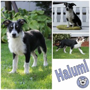 Halumi in 90542 Eckental *vermittelt*