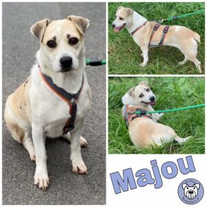 Majou in 18311 Ribnitz Damgarten *vermittelt*