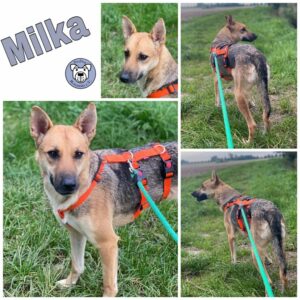 Milka in 18311 Ribnitz Damgarten *vermittelt*