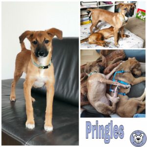 Pringles in 63773 Goldbach *vermittelt*