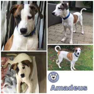 Amadeus in 75177 Pforzheim *vermittelt*