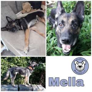 Mella in 86465 Heretsried *vermittelt*