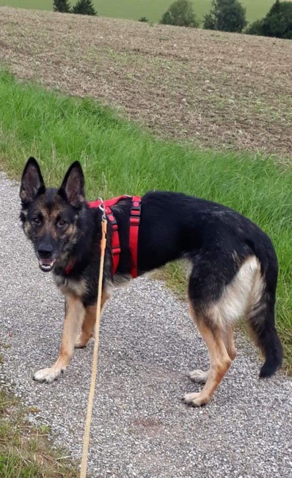 Mella in 86465 Heretsried *vermittelt* – Bild 2