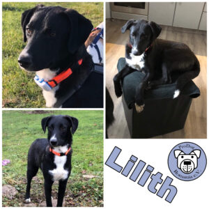 Lilith in 75177 Pforzheim