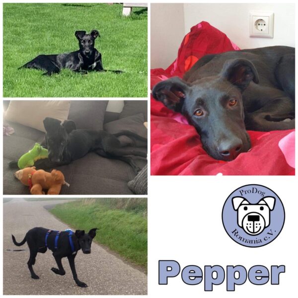 Pepper in 53909 Zülpich *vermittelt*