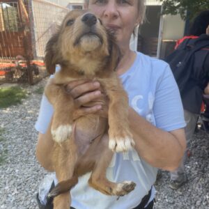 CARAMELLO - reserviert Tierhilfe Lebenswert DR - vermittelt