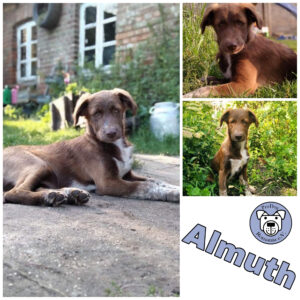 Almuth in 17209 Eldetal *vermittelt*