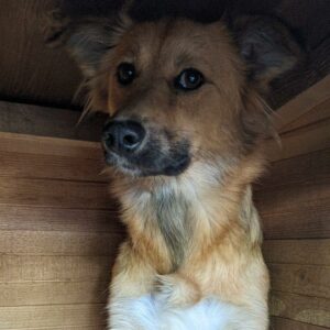 LAVINYA (DIRA) - Doppelerfassung