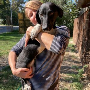 ALINE (*LOTTE) - reserviert THL DR - vermittelt