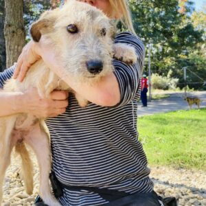 JESSY - reserviert Tierhilfe Lebenswert DR - vermittelt