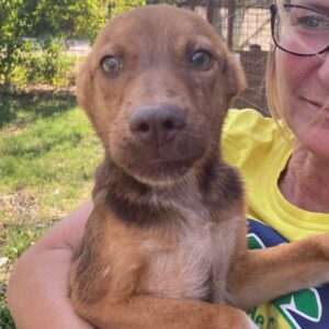 CANDANCE - reserviert IH DR - vermittelt