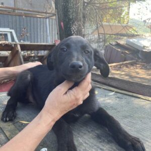 BALEA - reserviert für Tierhilfe Lebenswert DR - vermittelt