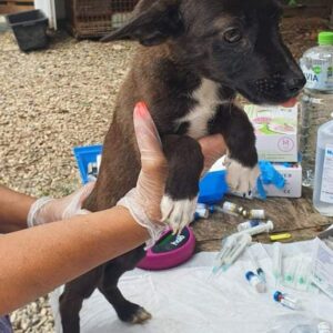 NELLINA - reserviert Tierhilfe Lebenswert DR - vermittelt