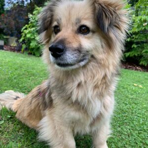 MAYA in 90547 Stein *vermittelt*