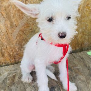 PRINCIPESSA - reserviert Tierhilfe Lebenswert DR - vermittelt