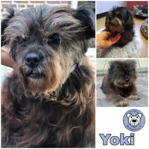 YOKI - Gnadenplatzhund seit dem 04.01.21 - RBB 08.11.2021