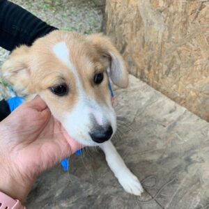 MILENA - reserviert Tierhilfe Lebenswert DR - vermittelt