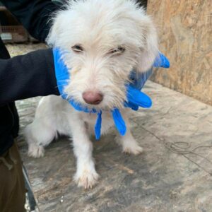 RINA - reserviert Tierhilfe Lebenswert DR - vermittelt