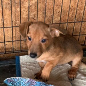 ROUWEN - reserviert Tierhilfe Lebenswert DR - vermittelt