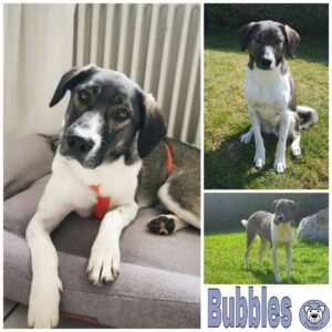 BUBBLES in 65597 Heringen