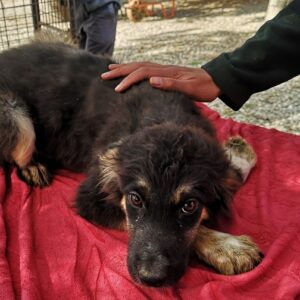 TISA - reserviert TH Lingen - vermittelt