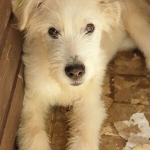 SILAN - reserviert Tierhilfe Lebenswert DR - vermittelt