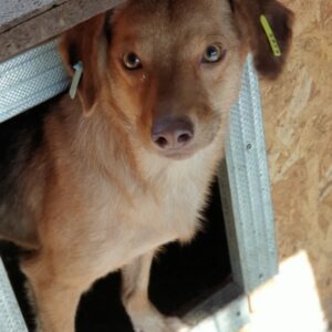 DALMA - reserviert IH DR - vermittelt