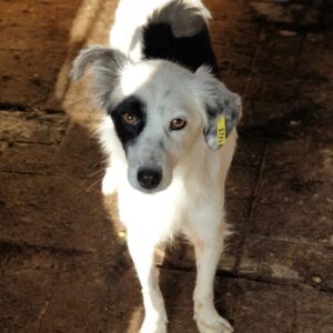 DANIELLE reserviert THL DR - vermittelt