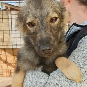 LURCHI - reserviert Tierhilfe Lebenswert DR - vermittelt
