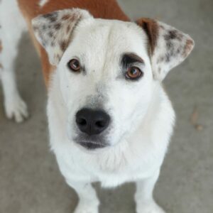 JOVAN - reserviert Tierhilfe Lebenswert DR (24.01.) - vermittelt