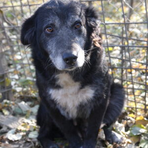HUBERTINE - reserviert Tierhilfe Lebenswert DR (21.11.) - vermittelt