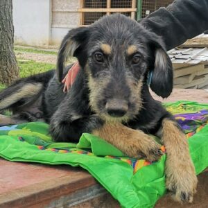 PETER - auf Pflegestelle in PLZ 5 - vermittelt