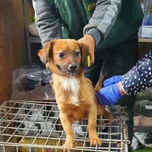 TUIJA - reserviert Tierhilfe Lebenswert DR - vermittelt