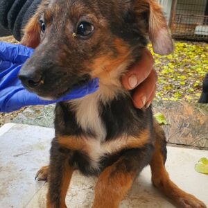 FELICITAS - reserviert Tierhilfe Lebenswert DR - vermittelt