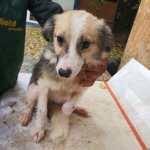 LISA - reserviert Tierhilfe Lebenswert DR - vermittelt