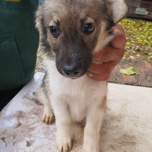 DROPS - reserviert Tierhilfe Lebenswert DR - vermittelt