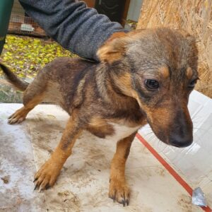 GINY - reserviert Tierhilfe Lebenswert DR - vermittelt