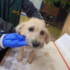 RUPIE - reserviert Tierhilfe Lebenswert DR - vermittelt