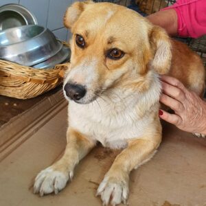 JORINDE - reserviert TINO - vermittelt