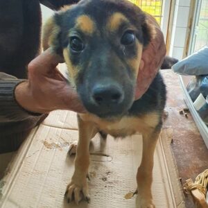 SCHNEEWITTCHEN (= HANNY)