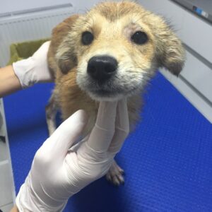 SAMIRA - reserviert Mit Tieren Leben e.V. - vermittelt