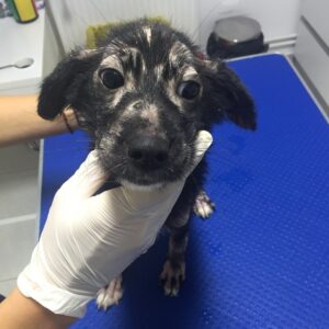 HUNA - reserviert PVA - vermittelt