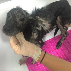 ALLY - reserviert Mit Tieren leben e.V. - vermittelt