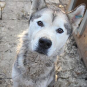 ASKAN - reserviert Tierhilfe Lebenswert DR (08.12.) - vermittelt