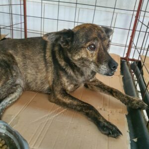 FANUSH - reserviert Tierhilfe Lebenswert DR - vermittelt