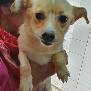 LIESCHEN - RBB 10/2021