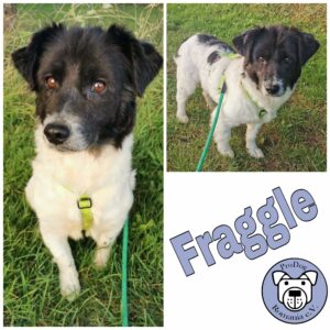 Fraggle in 18311 Ribnitz Damgarten *vermittelt*